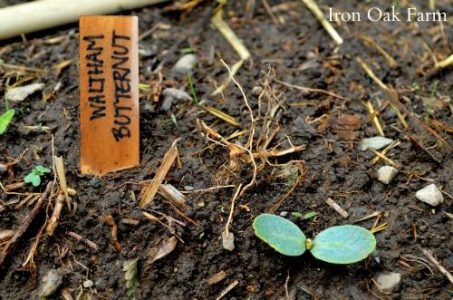 Storing Seeds Image